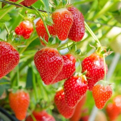 Fragaria 'Malling...