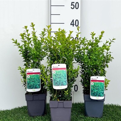 Buxus sempervirens (Common...