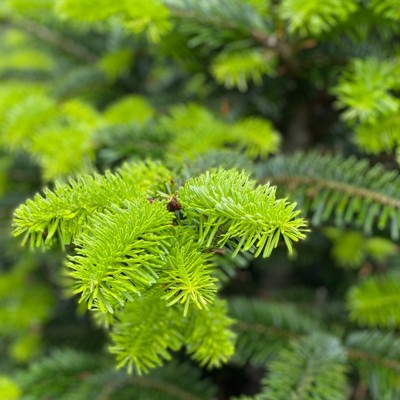 Abies nordmanniana...