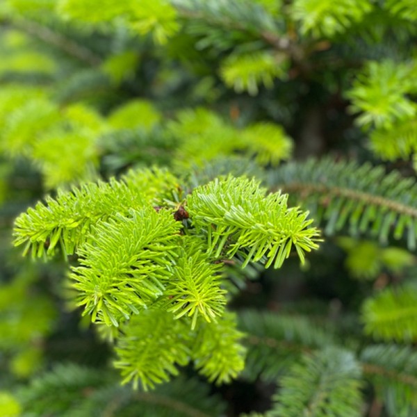 Abies nordmanniana (Nordmann Fir) (RB 200-250)