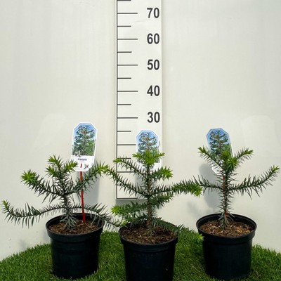 Araucaria araucana (Monkey...