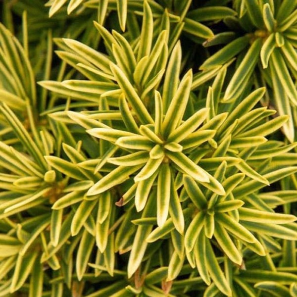 Taxus b. 'David' (English Yew) (3L 40-50)