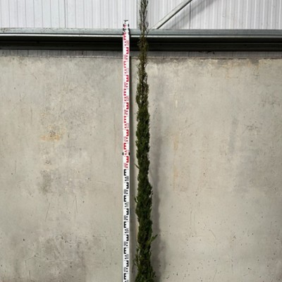 Cupressus sempervirens...