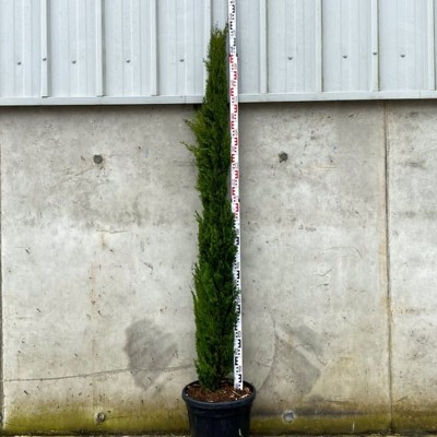 Cupressus semp. 'Stricta'...