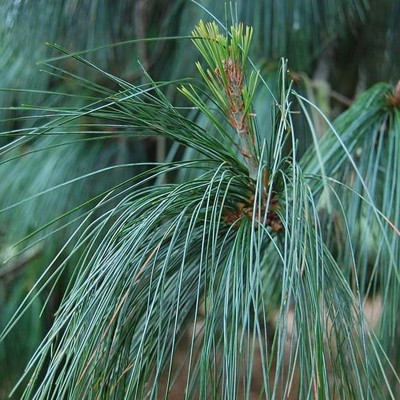 Pinus wallichiana (Bhutan...
