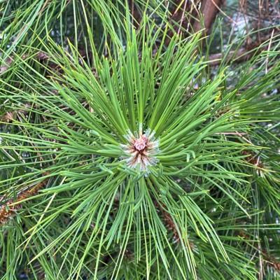 Pinus sylvestris (Scots...