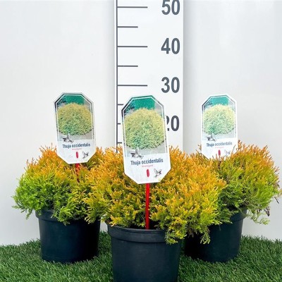 Thuja occ. 'Rheingold'...