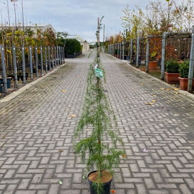 Cedrus deodara (Deodar...