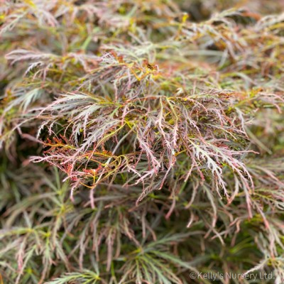 Acer palm. diss. 'Virdis'...