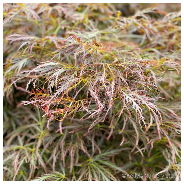 Acer palm. diss. 'Virdis' (Japanese Maple) (230L 1/2 Std)
