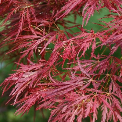 Acer palm. diss....