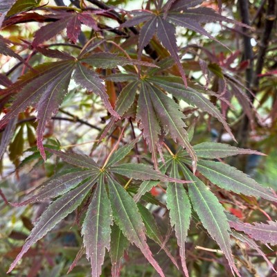 Acer palm. 'Bloodgood'...