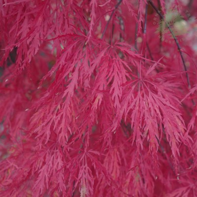Acer palm. 'Crimson...