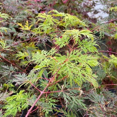 Acer palm. 'Emerald Lace'...