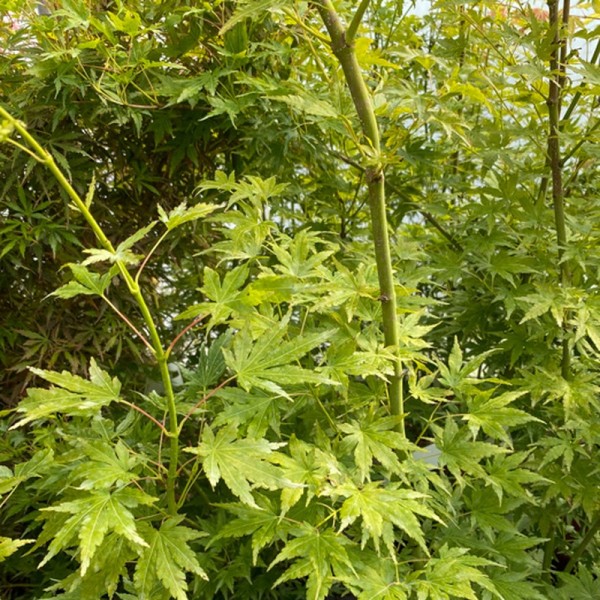 Acer palm. 'Verde' (Japanese Maple) (35L 125-150)