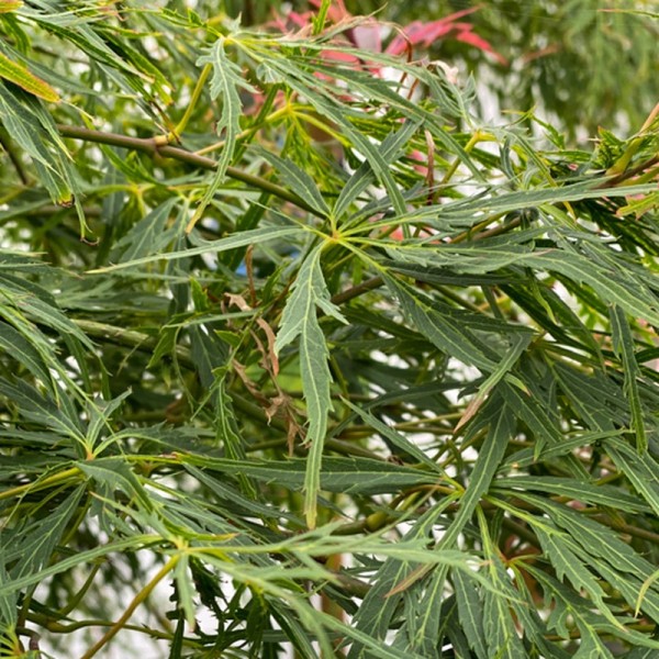 Acer palm. 'Dissectum' (Japanese Maple) (13L 60-80)