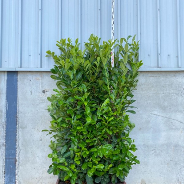 Prunus laur. 'Rotundifolia' (Cherry Laurel) (110L Tr. 200-250)