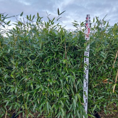 Phyllostachys bissetii...