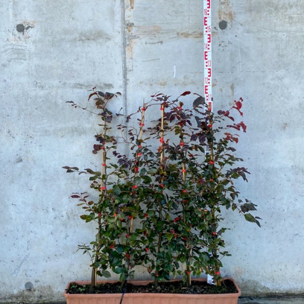 Fagus syl. 'Atropurpurea' (Copper Beech) (20L Tr. 80-100)