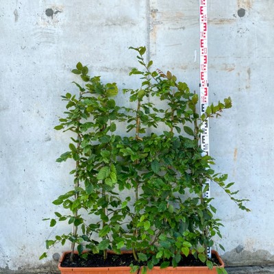 Carpinus betulus (Common...