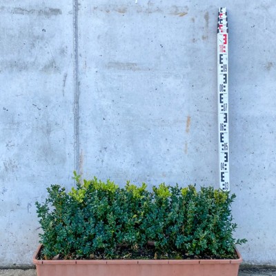 Buxus sempervirens (Common...