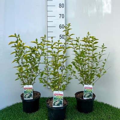 Ligustrum ovalifolium...