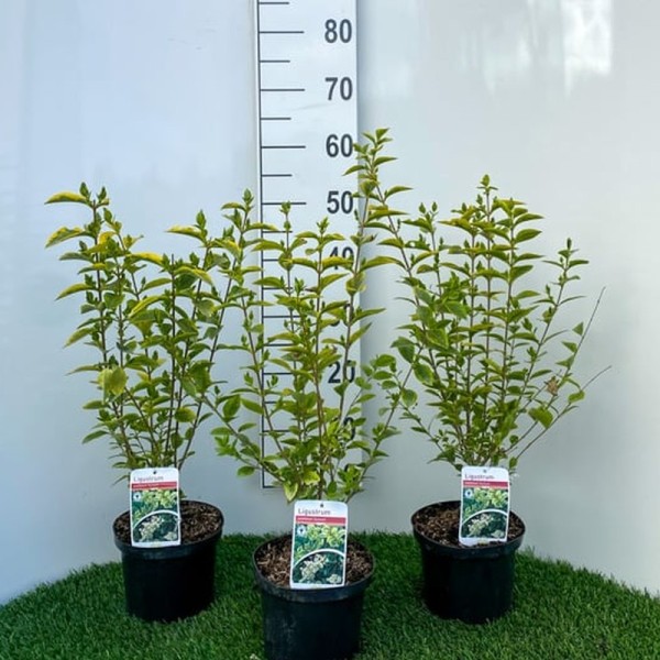 Ligustrum ovalifolium (Common Privet) (2L 30-40)
