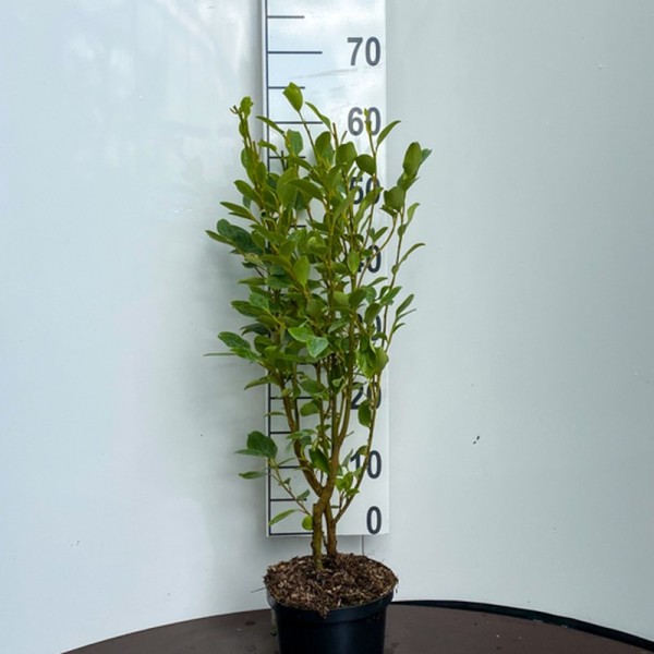 Griselinia littoralis (New Zealand Broadleaf) (2L 40-60)
