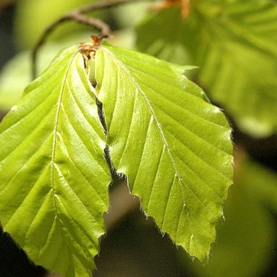 Fagus sylvatica (Common...
