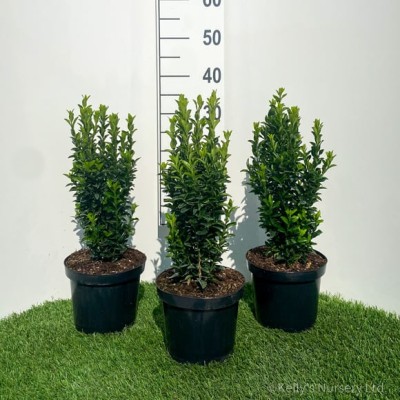 Euonymus 'Green Spire'...