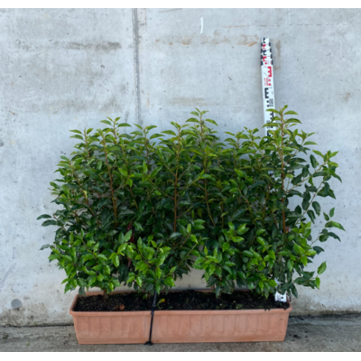 Prunus lusitanica...