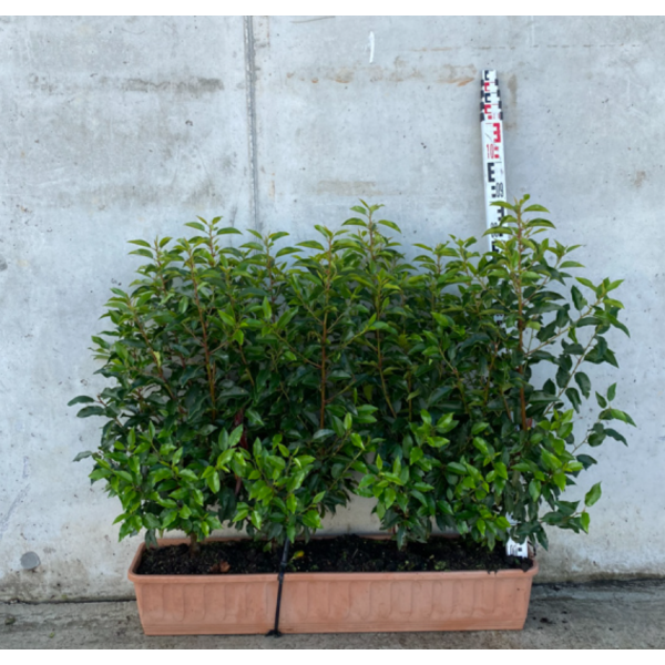 Prunus lusitanica 'Angustifolia' (Portuguese Laurel) (20L Tr. 80-100)