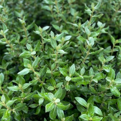 Elaeagnus 'Compacta'...