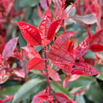 Photinia fras. 'Red Robin'...