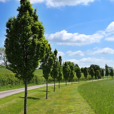 Carpinus bet. 'Fastigiata'...