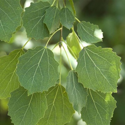Populus tremula (Aspen)...