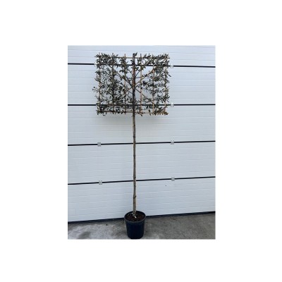 Quercus ilex (Holm Oak...