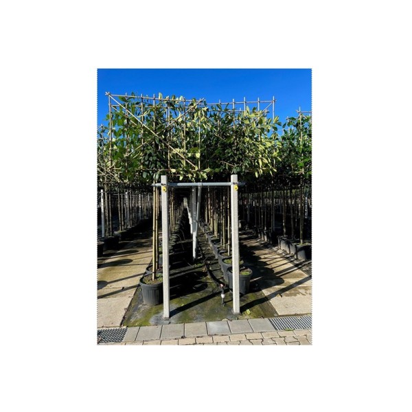 Prunus lau. 'Novita' (Cherry Laurel Pleached) (180cm, 150x120cm frame)