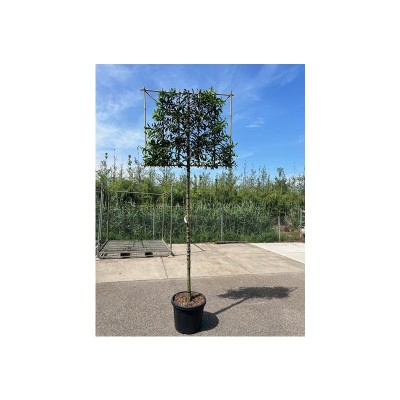 Prunus lus. 'Angustifolia'...