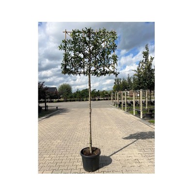 Prunus lus. 'Brenelia'...