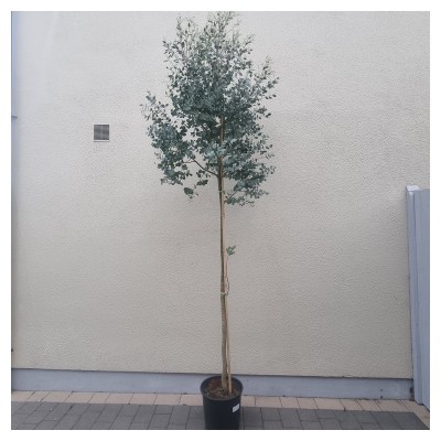 Eucalyptus gunnii 'Azura'®...