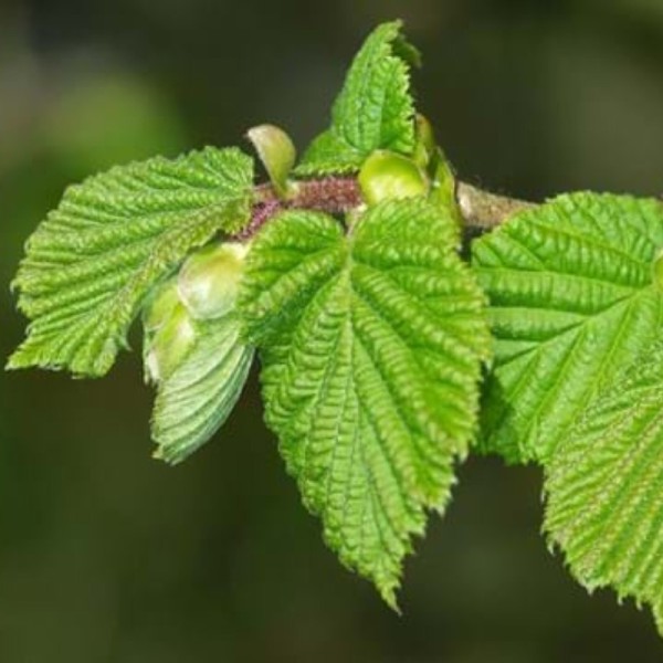 Hazel (Corylus avellana)  (Bare root)