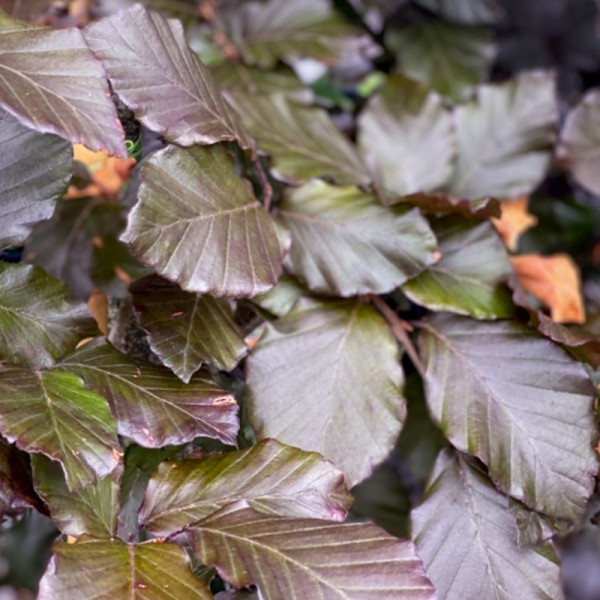 Fagus syl. 'Atropunicea' Copper Beech B/R