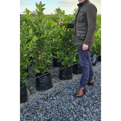 Prunus laurocerasus...