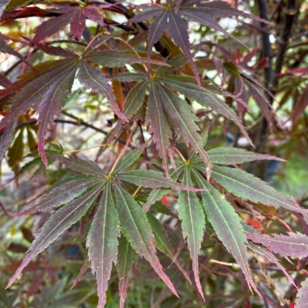 Acer palm. 'Bloodgood' Japanese Maple - 12L 80-100cm