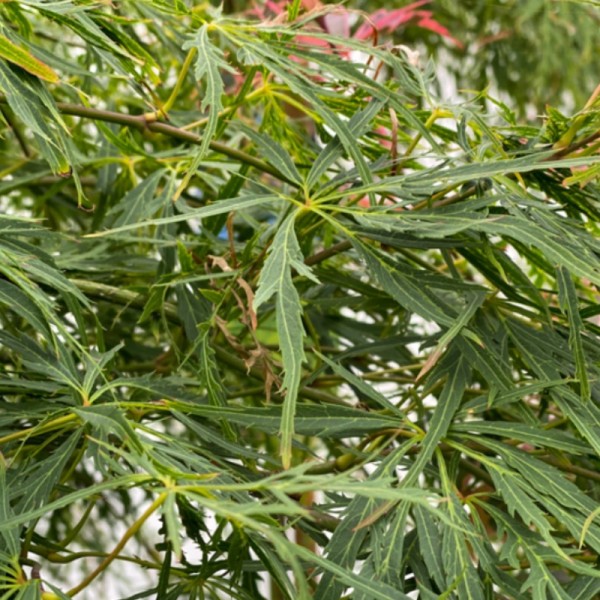 Acer palm. 'Dissectum' Japanese Maple - 13L 60-80cm